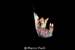 free falling nembrotha by Marco Fierli 